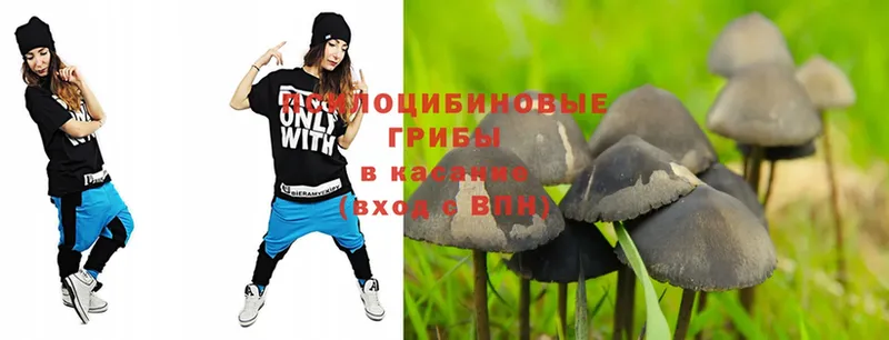 omg   Кувшиново  Псилоцибиновые грибы мицелий 